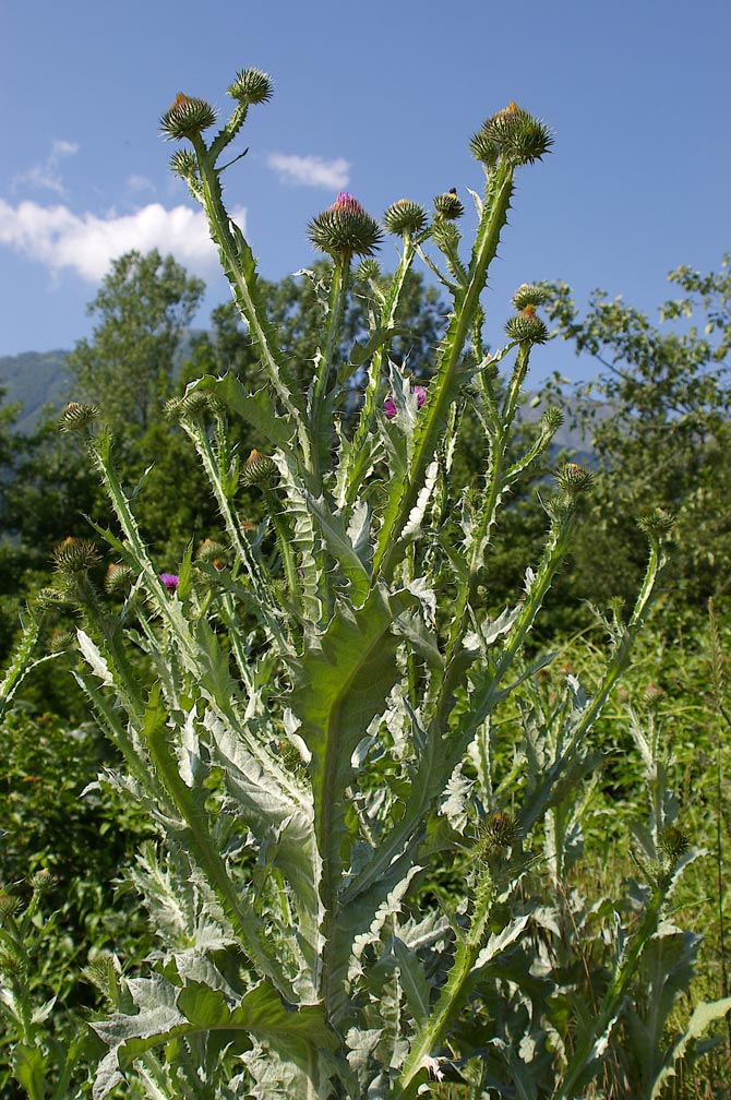Carduus cfr. tenuiflorus e Onopordum acanthium